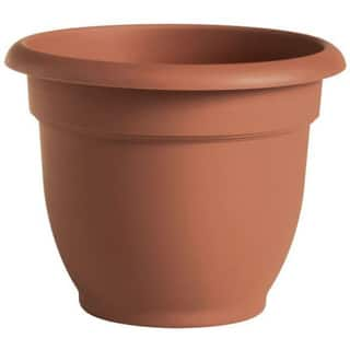 Bloem Terra Pot 6-inch Living Green Planter - Bed Bath & Beyond