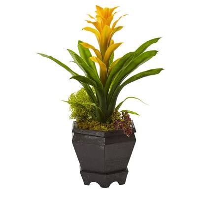 Bromeliad in Black Hexagon Planter (Yellow)