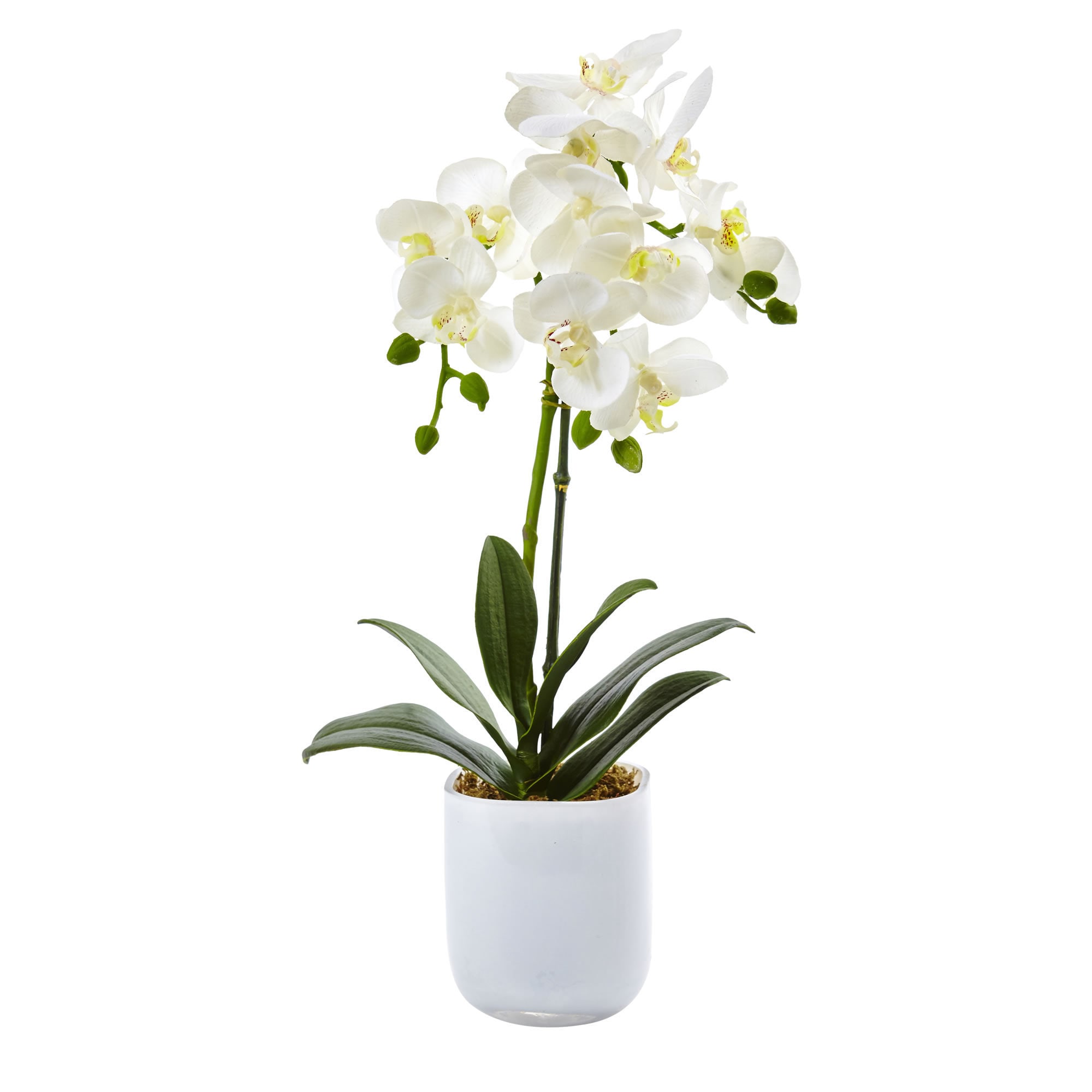 Shop Phalaenopsis In Frosted Glass Free Shipping Today