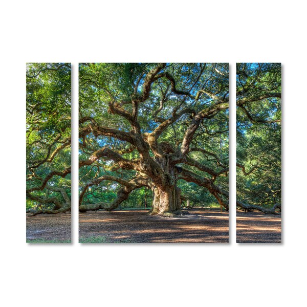 Pierre Leclerc 'Angel Oak Charleston' Multi Panel Art Set