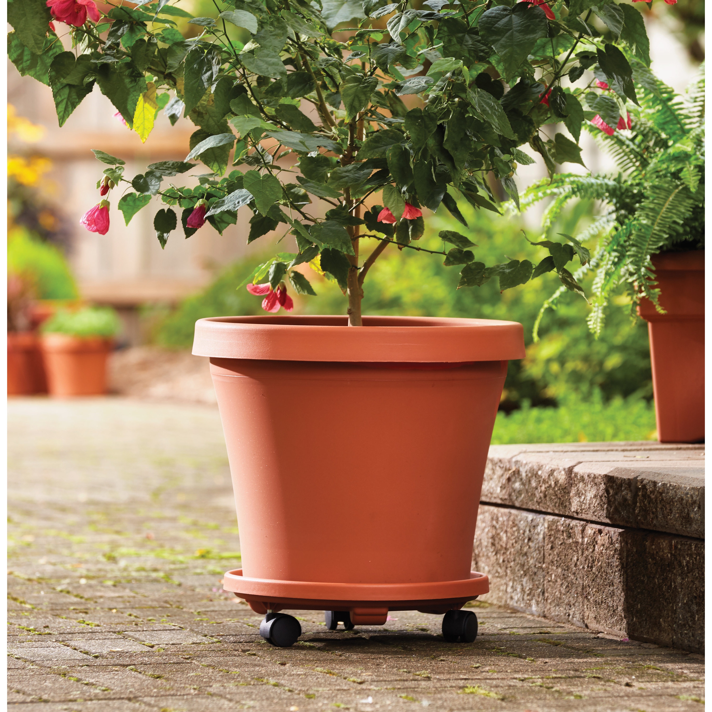 https://ak1.ostkcdn.com/images/products/14326304/Bloem-Terra-Pot-6-inch-Living-Green-Planter-c40f5264-0422-4435-bed6-55a86388e6b7.jpg