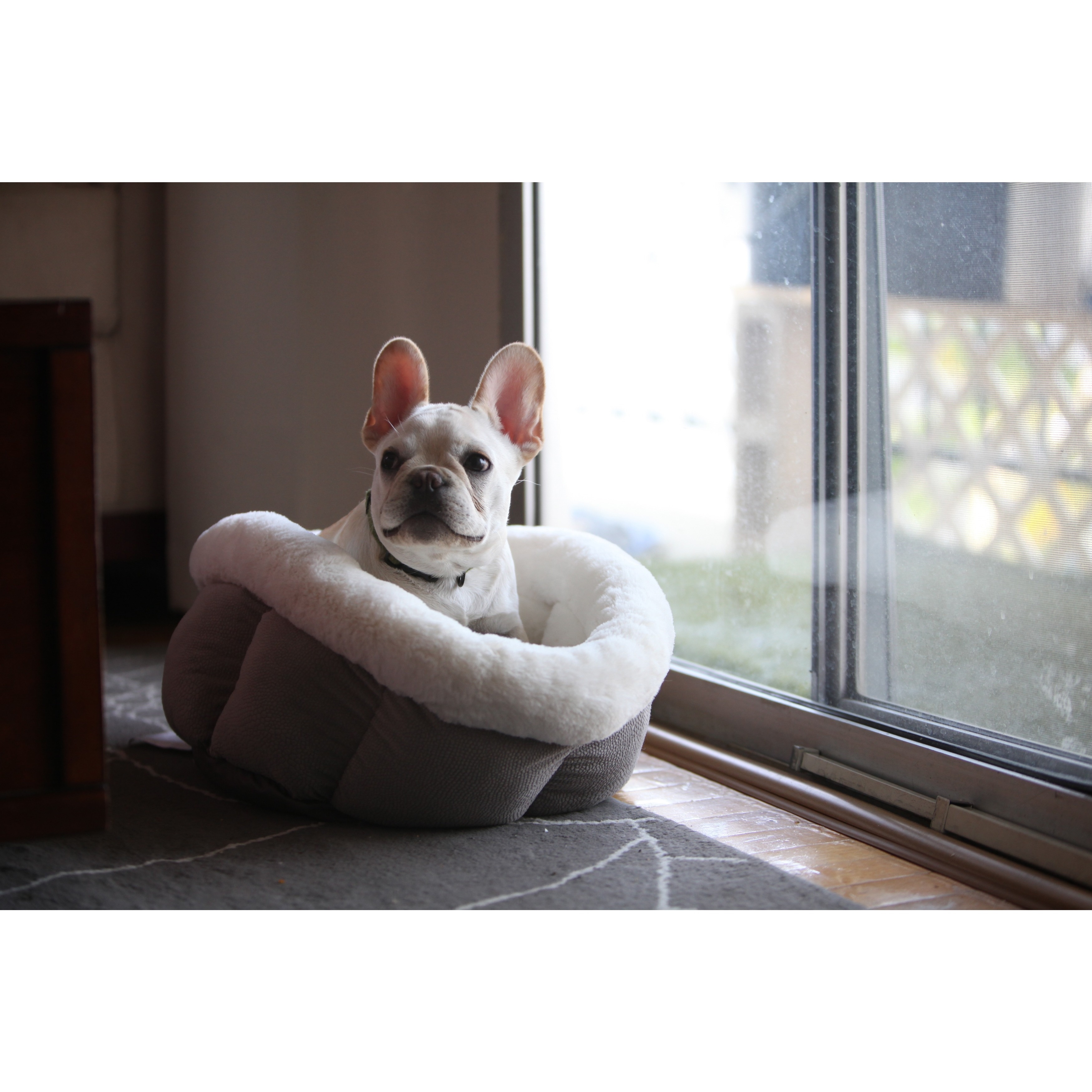 best friends cuddle cup dog bed