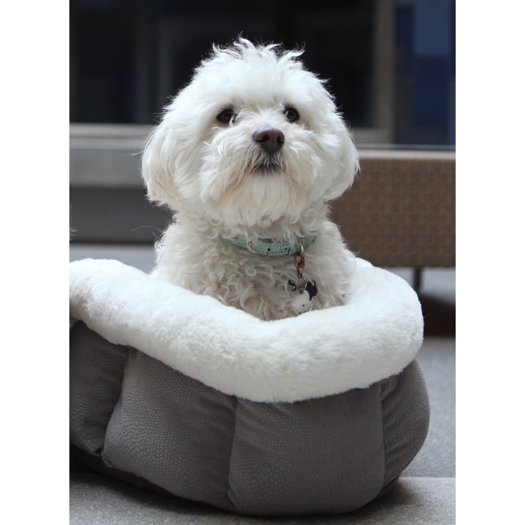 cuddle cups for dogs