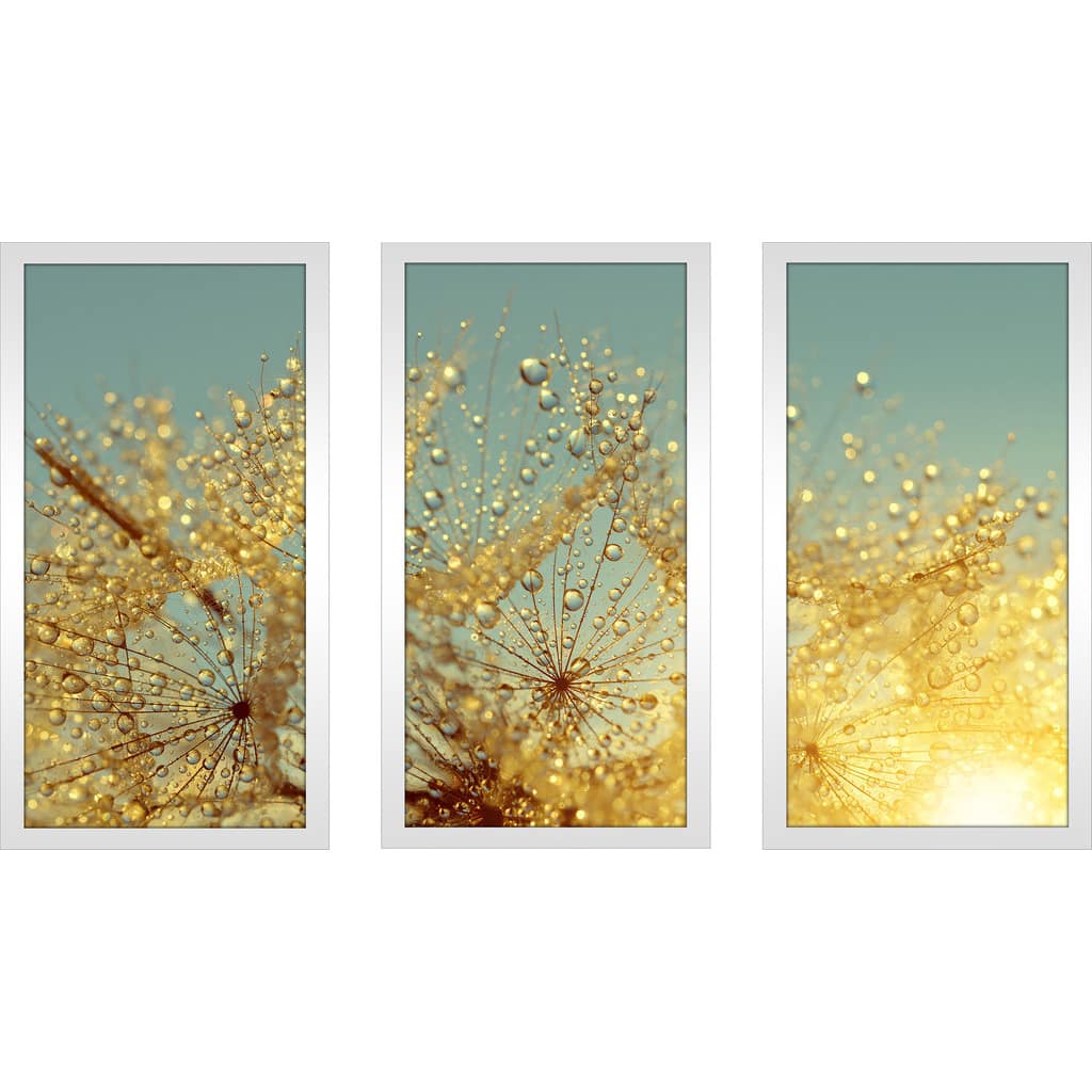 Dewy dandelion flower at sunrise close up Full' Framed Plexiglass Wall ...