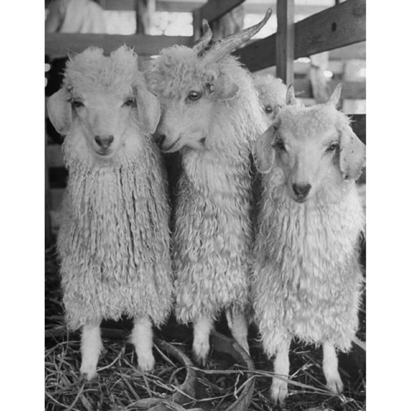 Pendleton Boucle Overton Plaid Wool Throw