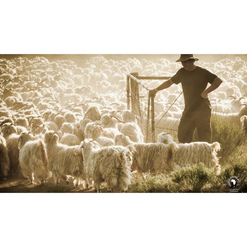 Pendleton Boucle Overton Plaid Wool Throw