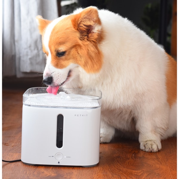 eversweet smart pet drinking fountain