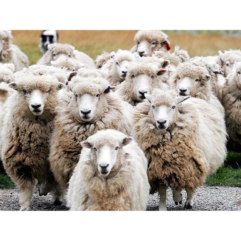 Pendleton Wool Stratton Plaid Throw