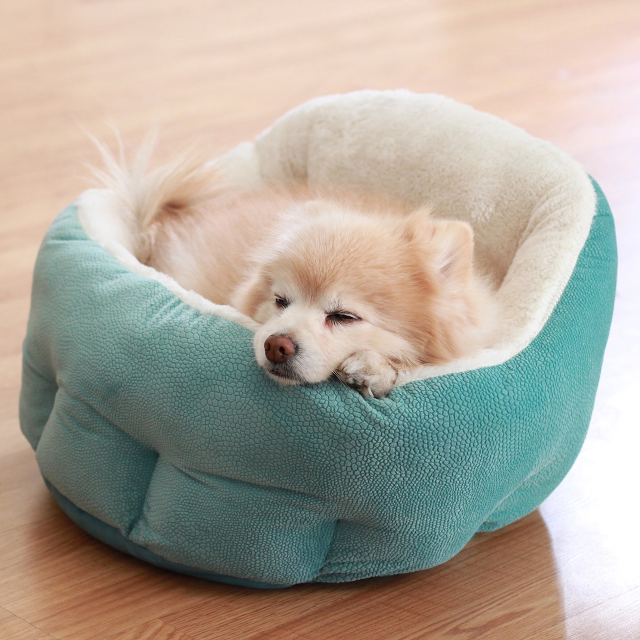 Deep dish outlet cuddler dog bed