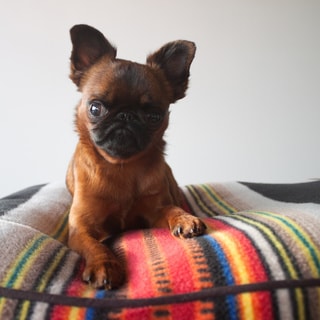 pendleton dog bed large