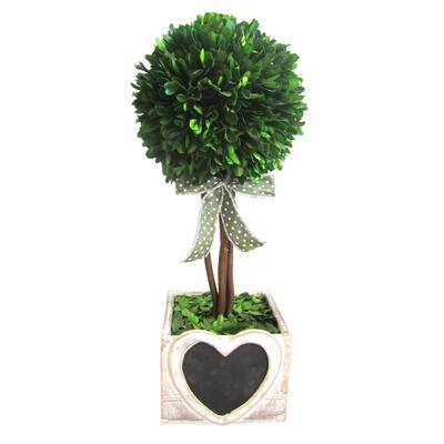 16-inch Preserved Boxwood Pot with Heart Wood Box