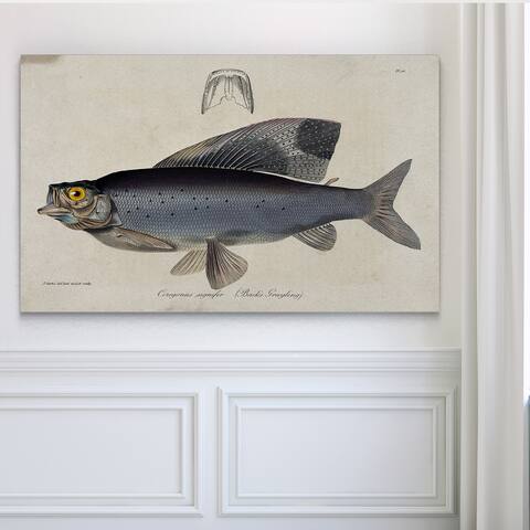 Vintage Fish Study I - Premium Gallery Wrapped Canvas