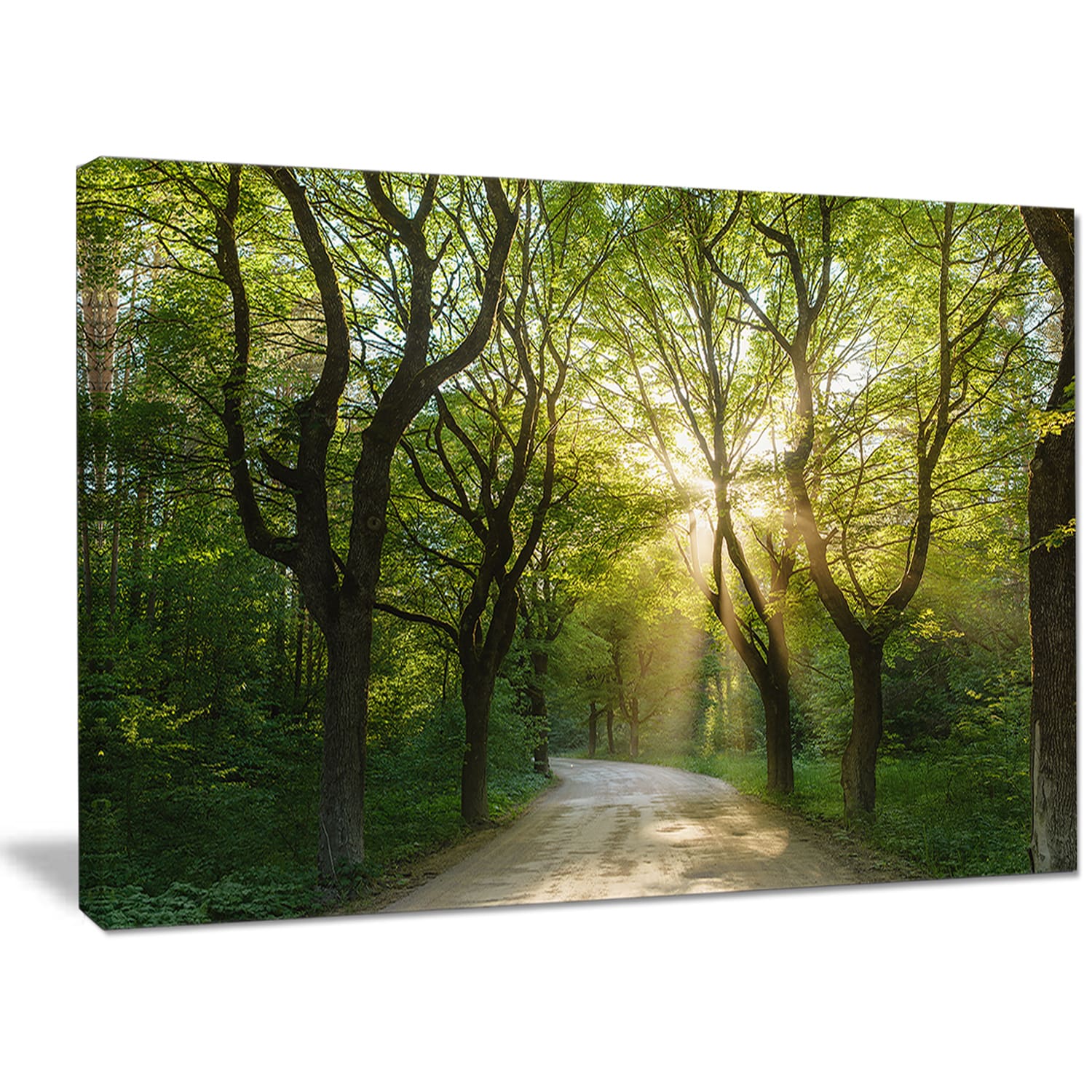 Designart Evening In Green Forest Extra Large Landscape Canvas Art Print On Sale Overstock 14557756