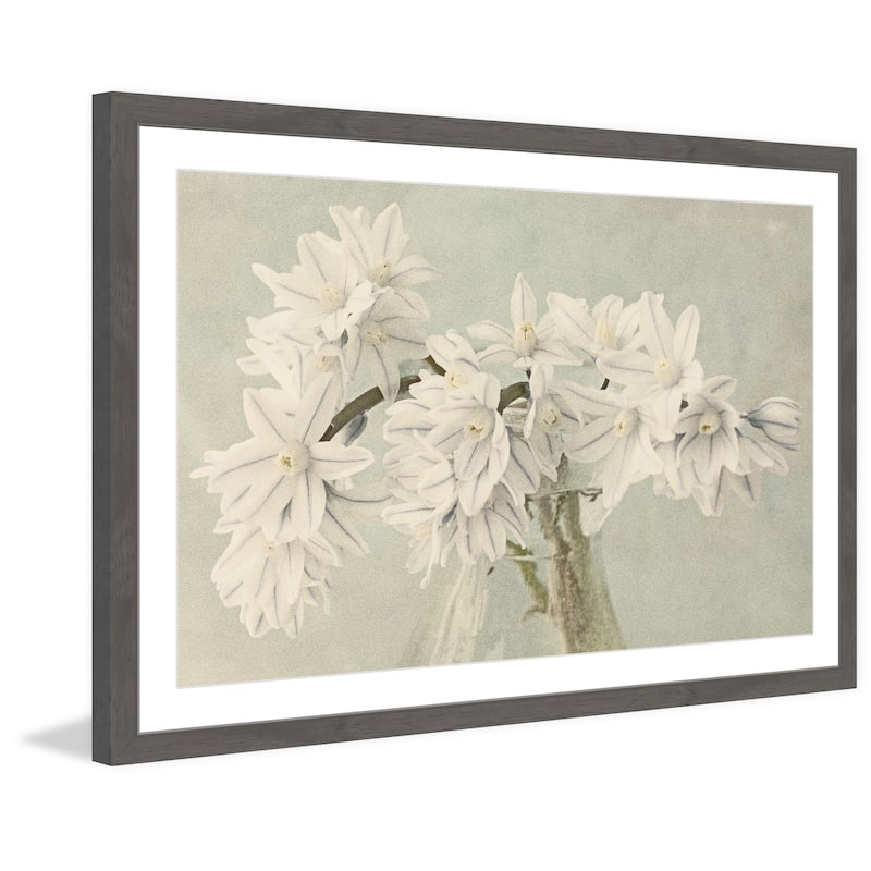 'White Narcissus' Framed Painting Print