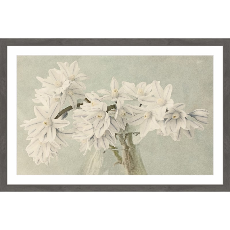 'White Narcissus' Framed Painting Print
