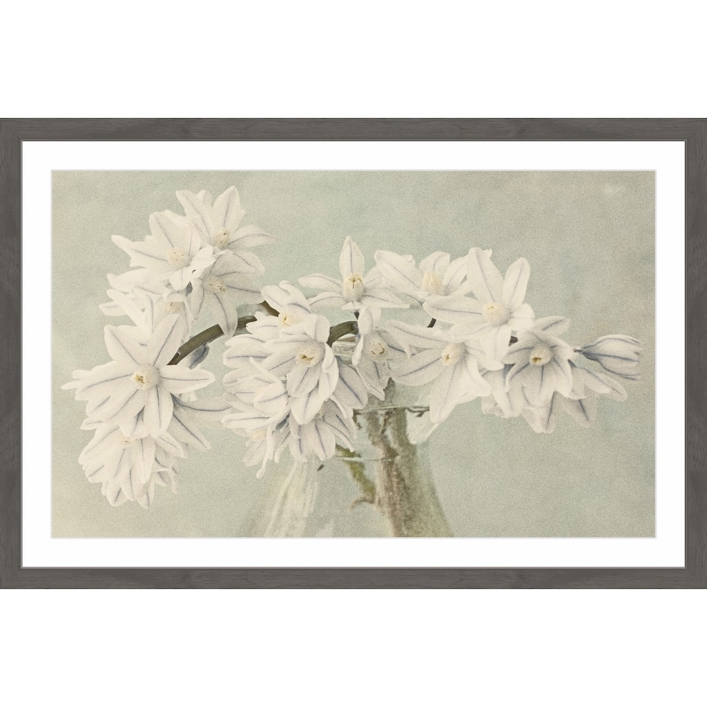 'White Narcissus' Framed Painting Print