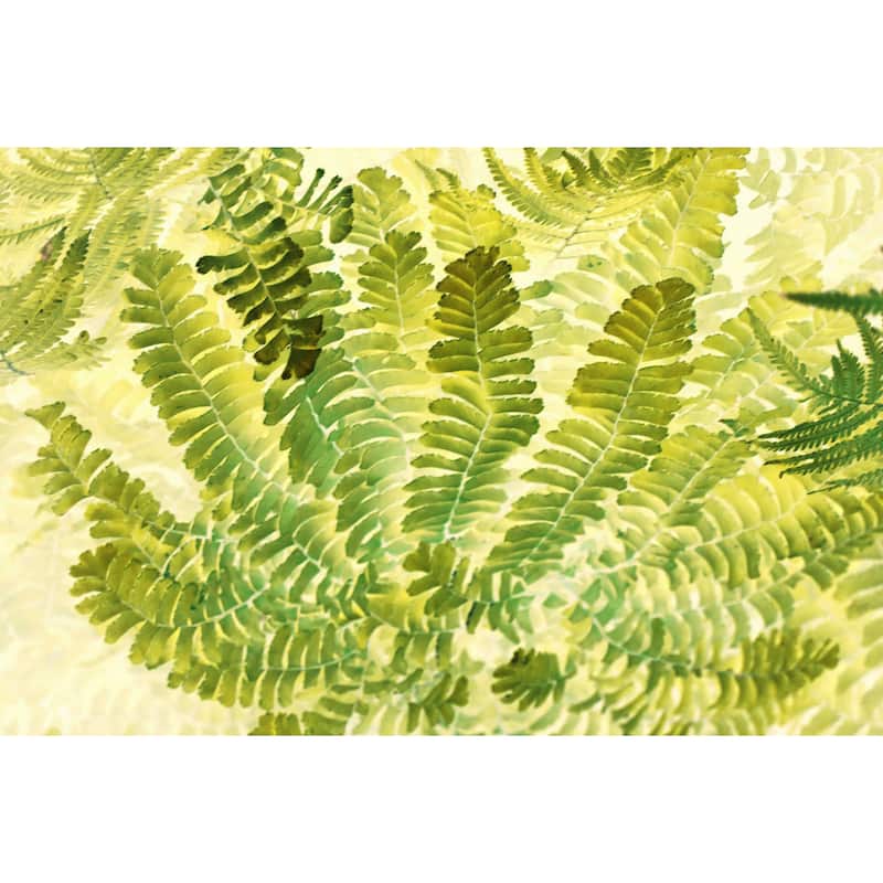 'Fern Fantasy I' Painting Print on Wrapped Canvas - Multi-Color