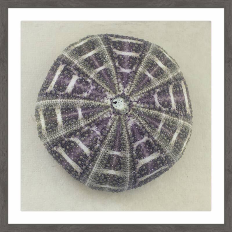 'Sea Urchin Shell' Framed Painting Print