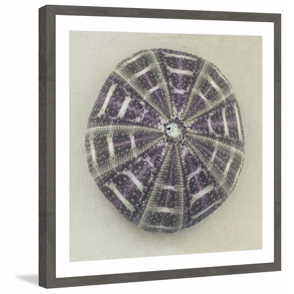 'Sea Urchin Shell' Framed Painting Print
