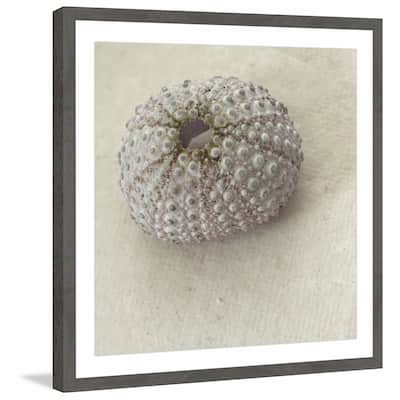 'White Urchin Shell' Framed Painting Print