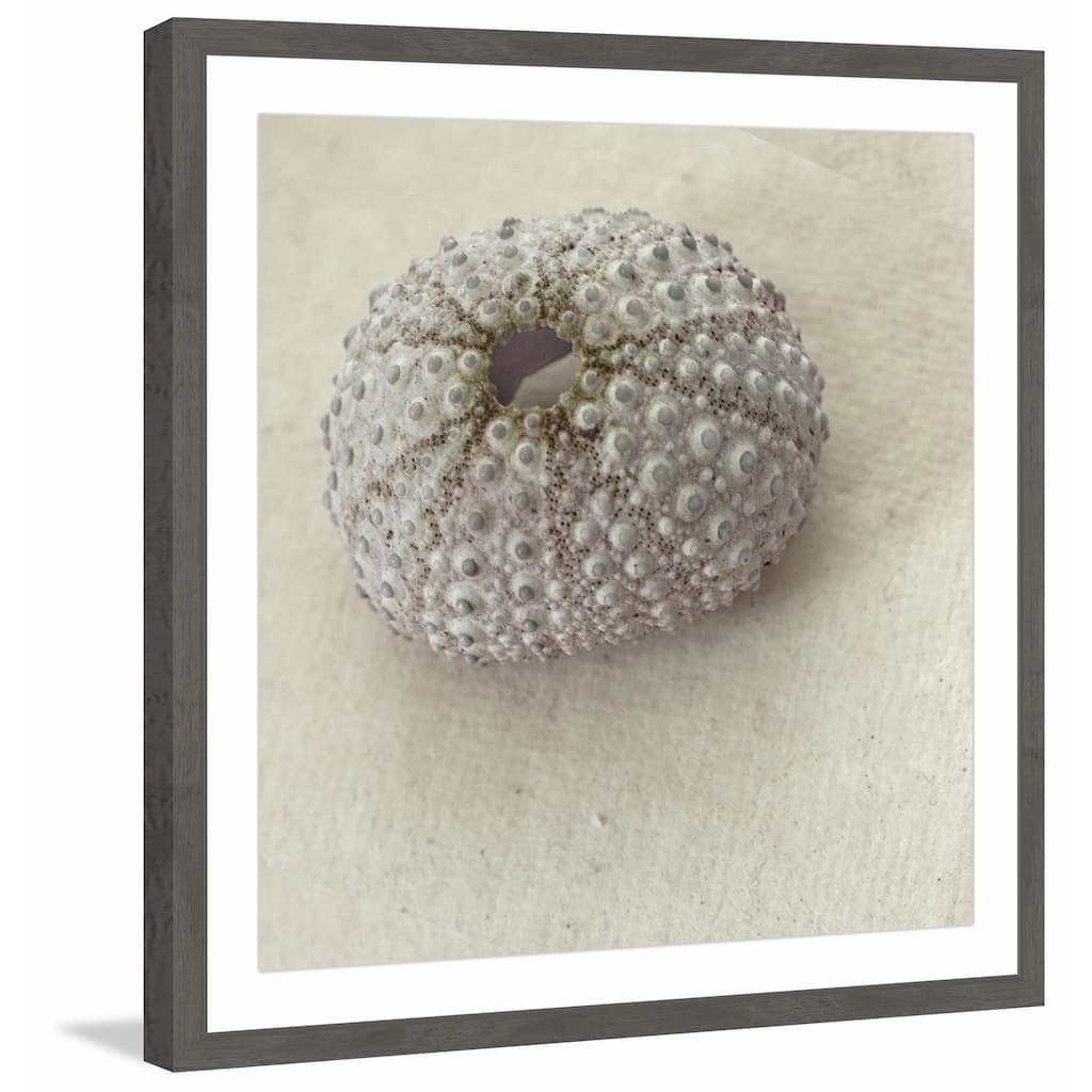 'White Urchin Shell' Framed Painting Print