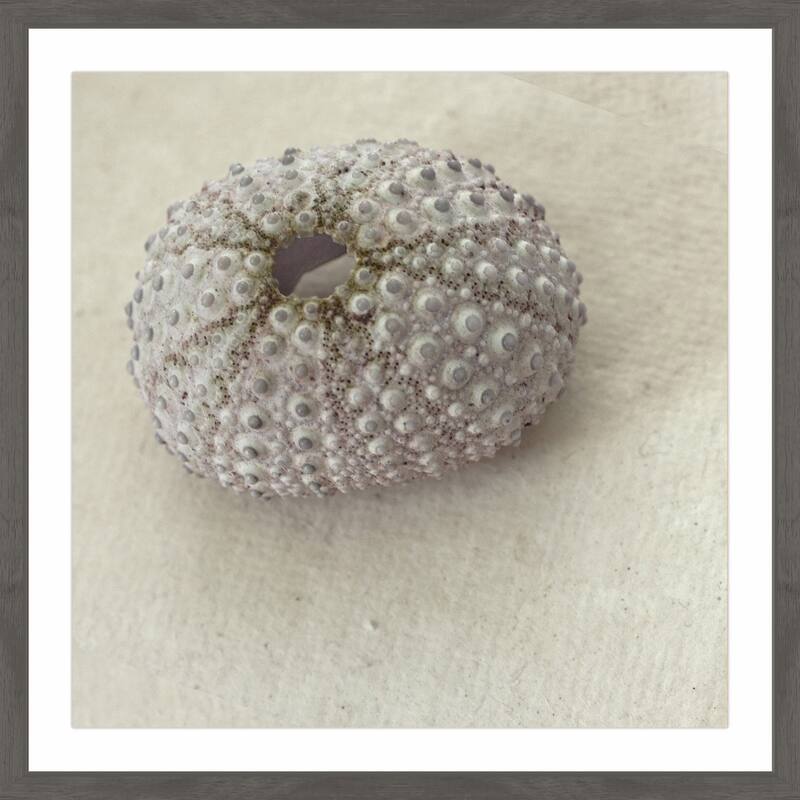 'White Urchin Shell' Framed Painting Print