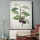 preview thumbnail 1 of 2, 'Botanical Sketch XXV' Gallery-wrapped Canvas Art