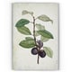 preview thumbnail 4 of 2, 'Botanical Sketch XXV' Gallery-wrapped Canvas Art