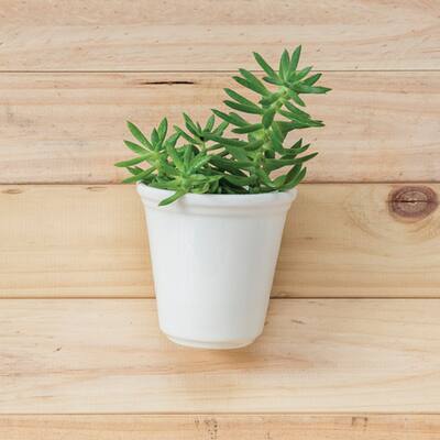 Handmade Wall Flowerpot Ceramic Planter (Colombia)
