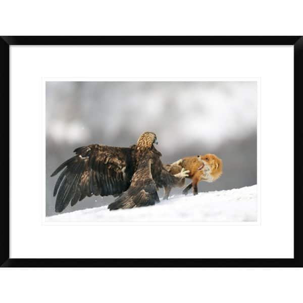 Global Gallery Yves Adams Golden Eagle And Red Fox Framed Giclee Print