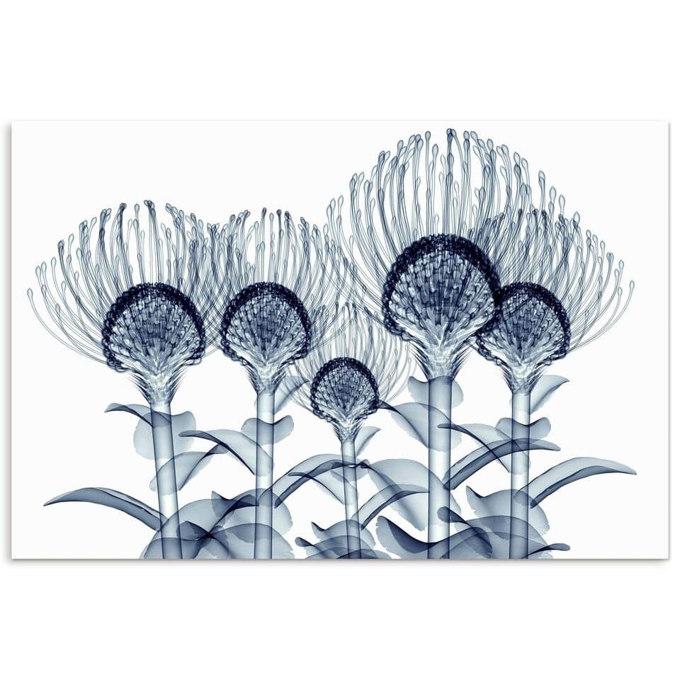 "Nodding Pincushions" Frameless Free Floating Tempered Glass Panel Graphic Wall Art