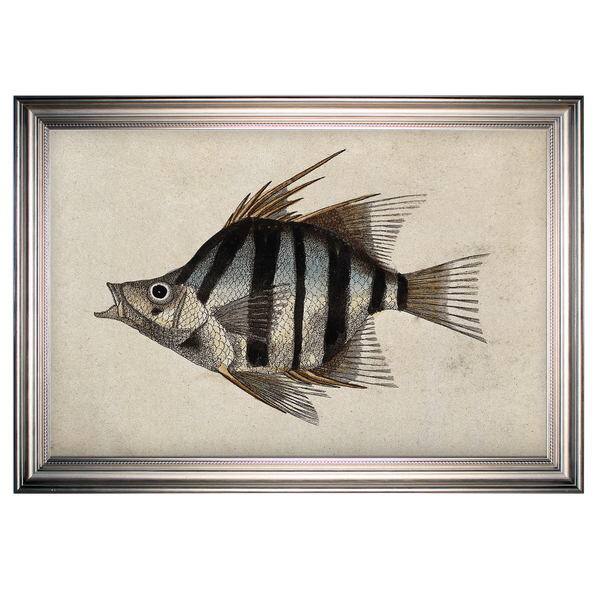 Vintage Fish Study II -Silver Frame - Bed Bath & Beyond - 15390775