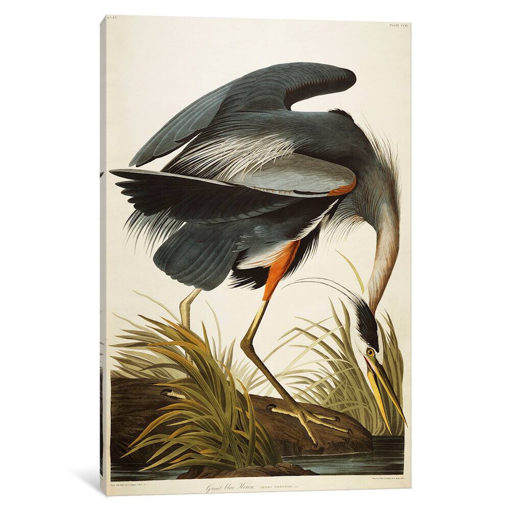 iCanvas "Great Blue Heron" by John James Canvas Print