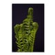 Kurt Shaffer 'Fern Fronds Unfolding II' Canvas Art - Bed Bath & Beyond ...