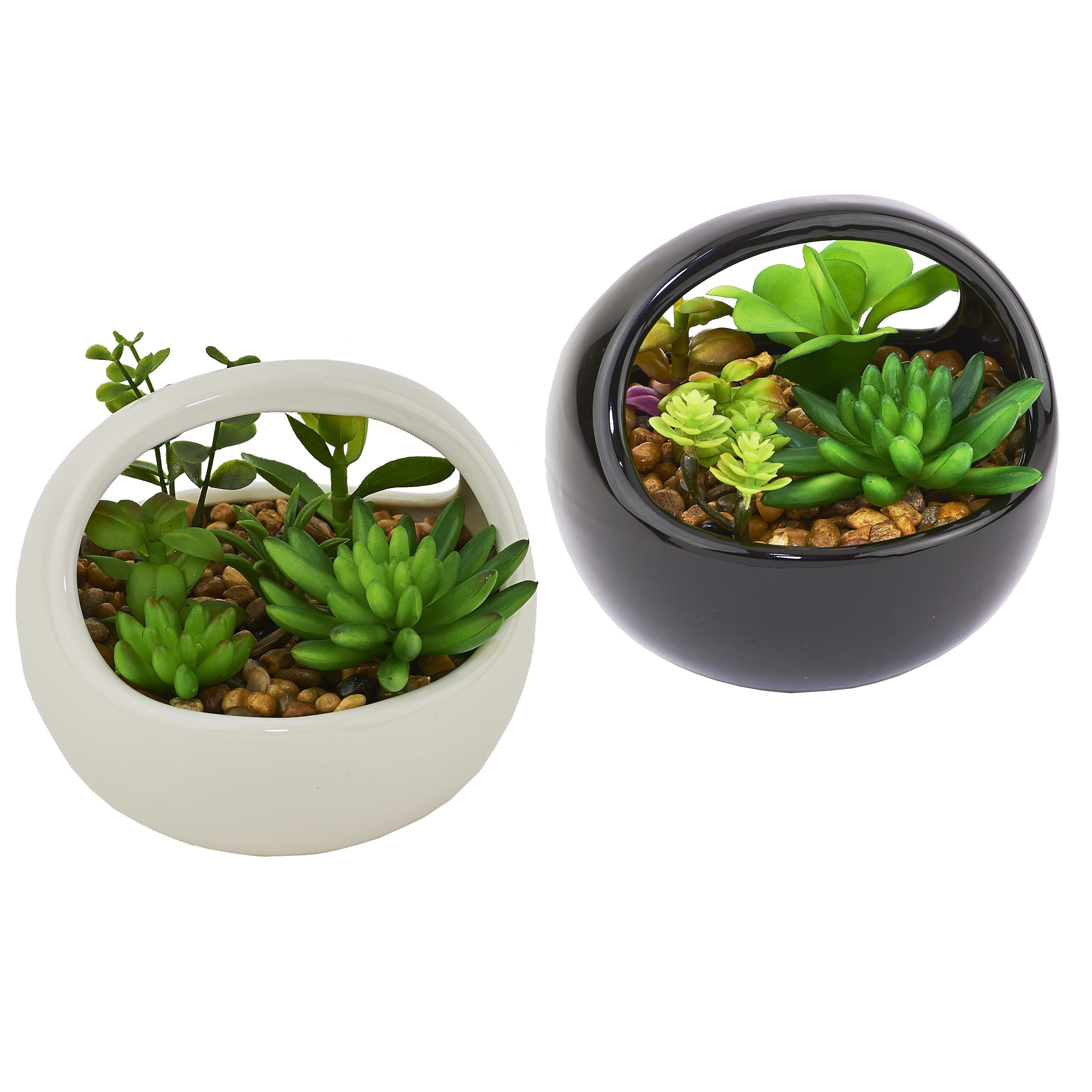 Cactus Dish Garden in White/black Ceramic Container