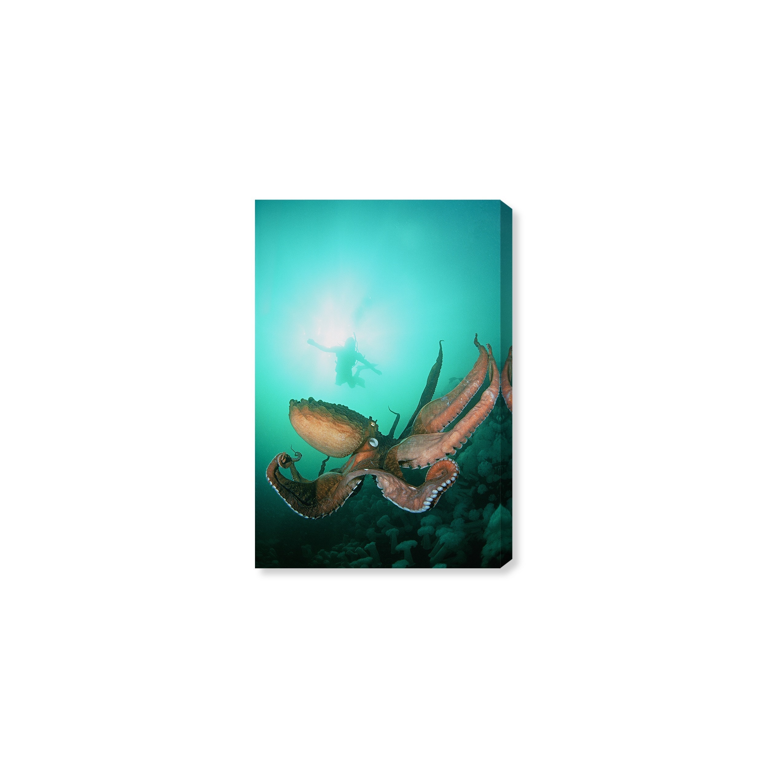 Oliver Gal 'Giant Pacific Octopus by David Fleetham' Nautical and Coastal Wall Art Canvas Print - Green, Brown