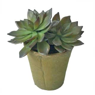 SPIKY ROSE SUCCULENT POTTED - Bed Bath & Beyond - 15907746