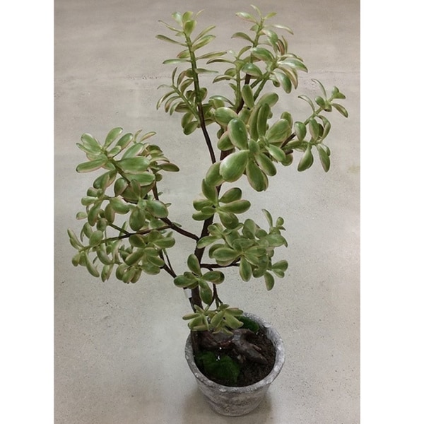 Golden Eagle Jade Artifical Potted Plant Arrangement