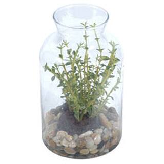 Gold Eagle Artifical Thyme Plant with Soil and Rocks in Glass Terrarium