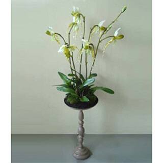 Gold Eagle Lady Slipper with Moss