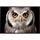 preview thumbnail 1 of 0, Owl Face Poster in a Walnut Wood Frame (36x24)