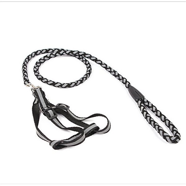 harness and leash