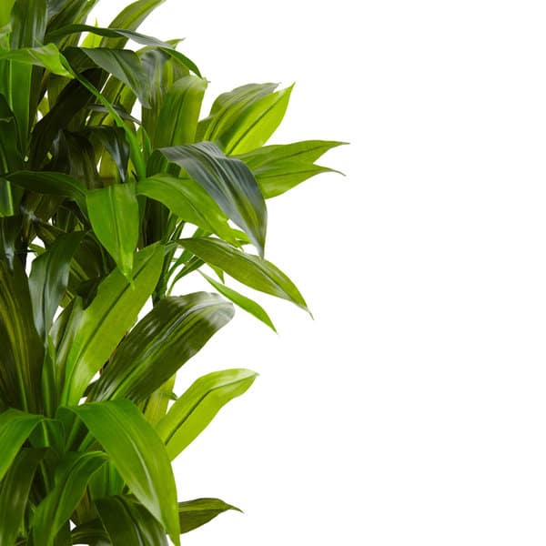 Nearly Natural Cornstalk Dracaena In Wooden Planter Overstock 16564181