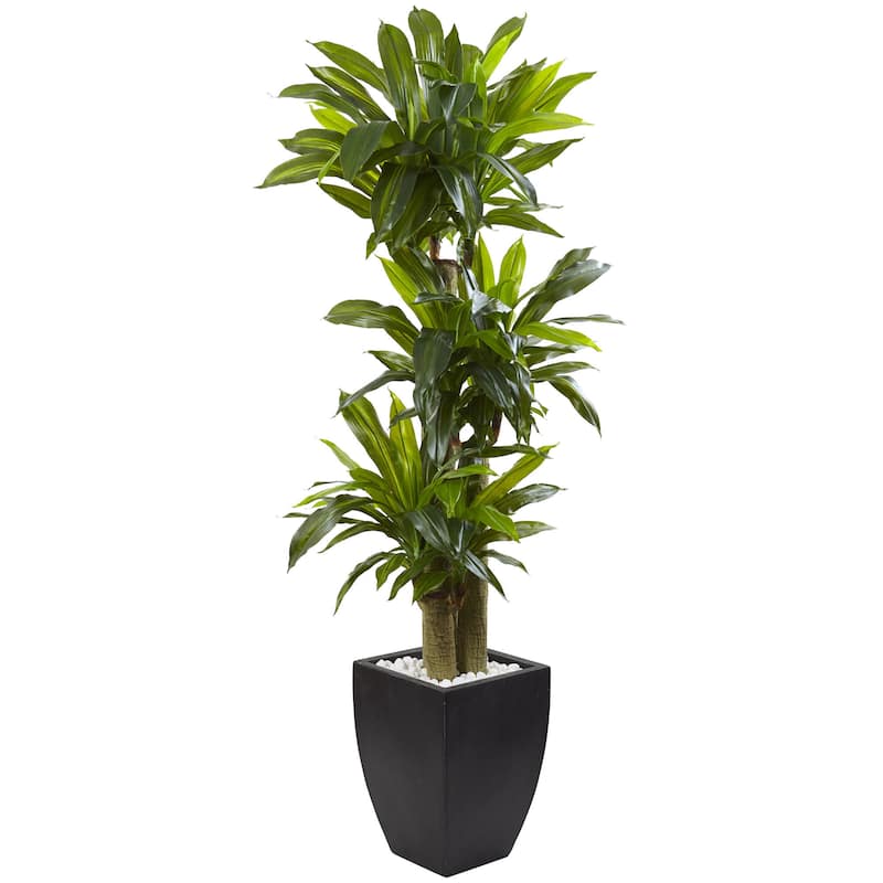 5.5-foot Corn Stalk Dracaena With Black Planter