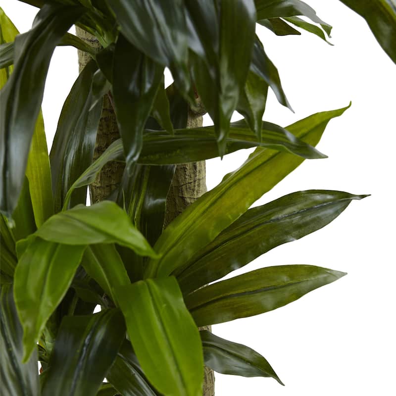 5.5-foot Corn Stalk Dracaena With Black Planter
