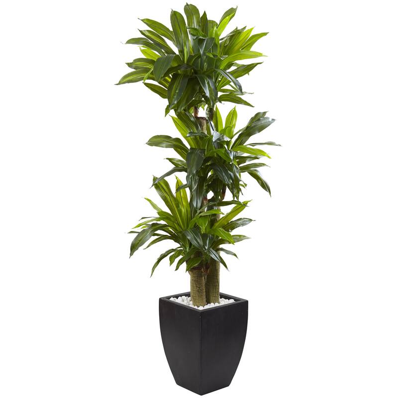 5.5-foot Corn Stalk Dracaena With Black Planter