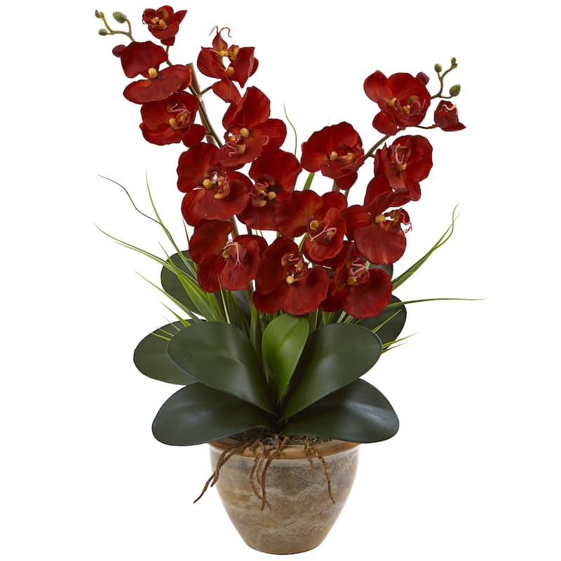 Seasonal Double Phalaenopsis Orchid Arrangement