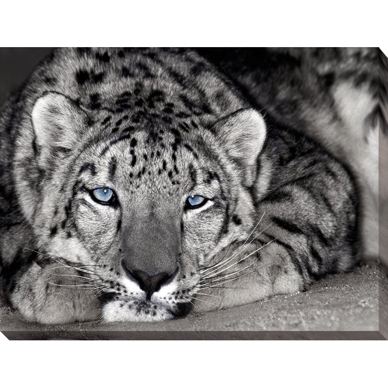 "Snow Leopard Sanctuary" Giclee Stretched Canvas Wall Art