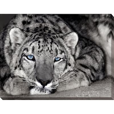 "Snow Leopard Sanctuary" Giclee Stretched Canvas Wall Art