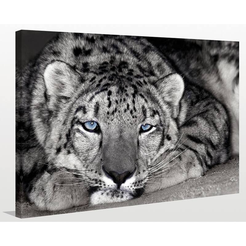 "Snow Leopard Sanctuary" Giclee Stretched Canvas Wall Art